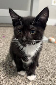Audrey -  Domestic Short Hair Cat for Adoption in Beaverton, Oregon - Audrey | PetCurious