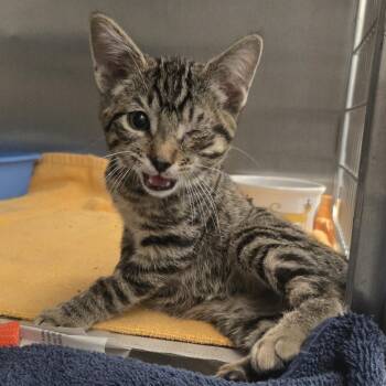 Jolibee -  Domestic Short Hair Cat for Adoption in Pittsburgh, Pennsylvania - Jolibee | PetCurious