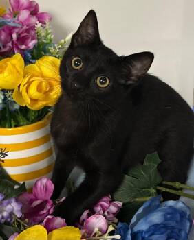 Domestic Short Hair Cats Available for Adoption - 01/05/26 Jasmine | PetCurious