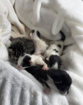 SINGLETON -  Domestic Short Hair Cat for Adoption in Riverside, California - SINGLETON | PetCurious