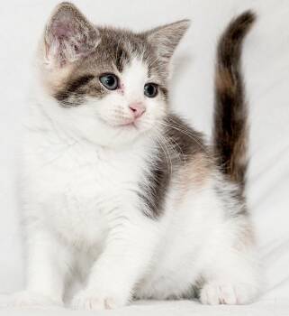 Sardi -  Calico Cat for Adoption in Washburn, Wisconsin - Sardi | PetCurious