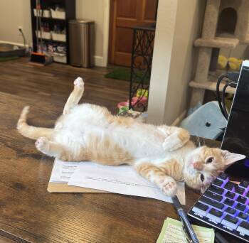 Pablo -  American Shorthair Cat for Adoption in Ocala, Florida - Pablo | PetCurious