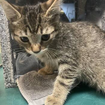 Cerulean -  Domestic Short Hair Cat for Adoption in Pasadena, California - Cerulean | PetCurious