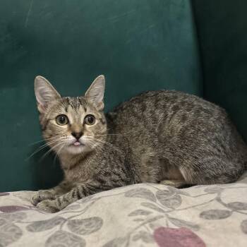 Street Car (AKA Dora) -  Domestic Short Hair Cat for Adoption in Richmond, Virginia - Street Car (AKA Dora) | PetCurious