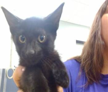 MILO -  Domestic Short Hair Cat for Adoption in Doral, Florida - MILO | PetCurious