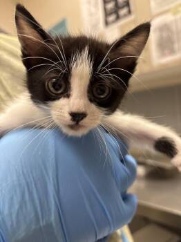 Domestic Short Hair Cats Available for Adoption in Las Vegas, Nevada - KATARA | PetCurious