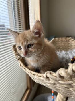 Domestic Short Hair Cats Available for Adoption - Rooney | PetCurious