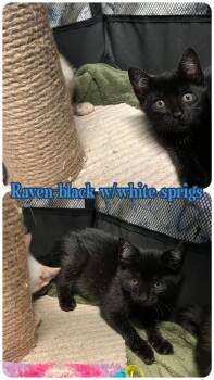 Raven -  Domestic Short Hair Cat for Adoption in Liberty, New York - Raven | PetCurious