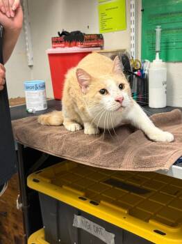 Domestic Short Hair Cats Available for Adoption in Sorrento, Louisiana - Thomas Jeffpurrson | PetCurious