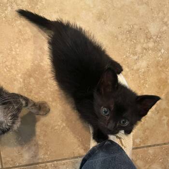 Spiderman -  Domestic Short Hair Cat for Adoption in San Antonio, Texas - Spiderman | PetCurious