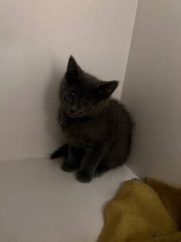 Cloud -  Domestic Short Hair Cat for Adoption in Fairfax, Virginia - Cloud | PetCurious