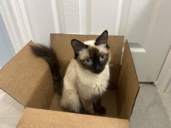 Milano -  Siamese Cat for Adoption in Austin, Texas - Milano | PetCurious