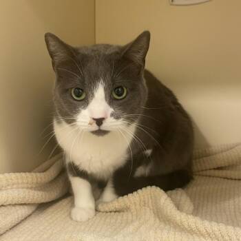 Domestic Short Hair Cats Available for Adoption in Elyria, Ohio - Ari | PetCurious