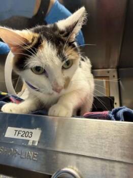Charlotte -  Domestic Short Hair Cat for Adoption in Wichita, Kansas - Charlotte | PetCurious