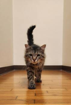 Truman -  Domestic Medium Hair Cat for Adoption in Twin Falls, Idaho - Truman | PetCurious