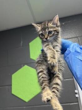 Sox -  Domestic Long Hair and Domestic Short Hair Cat for Adoption in Fort Worth, Texas - Sox | PetCurious