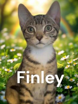 Domestic Short Hair Cats Available for Adoption - Finley | PetCurious