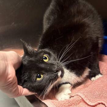 Domestic Short Hair Cats Available for Adoption in Springfield, Illinois - Petra | PetCurious
