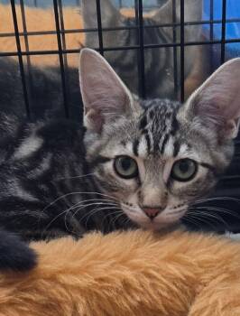 Soho -  Tabby Cat for Adoption in Albuquerque, New Mexico - Soho | PetCurious