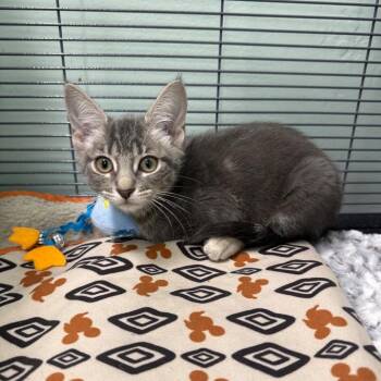 Kioti -  Domestic Short Hair Cat for Adoption in Chico, California - Kioti | PetCurious