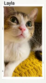 Domestic Short Hair Cats Available for Adoption in Caistor Centre, Ontario - Layla | PetCurious