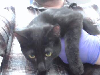 Domestic Short Hair Cats Available for Adoption - CHICORY | PetCurious