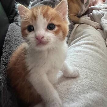 MSMR-Stray-1693 -  Domestic Short Hair Cat for Adoption in Ferndale, Washington - MSMR-Stray-1693 | PetCurious