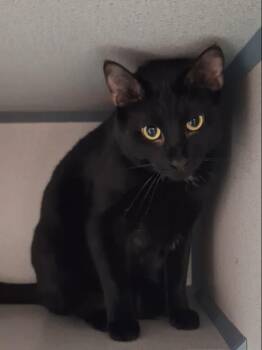 Bowie -  Domestic Short Hair Cat Available for Adoption in Dayton, Ohio - Bowie | PetCurious