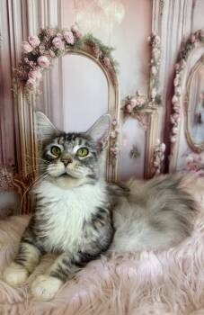 Maine Coon Cats Available for Adoption - KIP | PetCurious