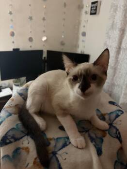 Momo ( Lisa ) -  Siamese Cat for Adoption in Napa, California - Momo ( Lisa ) | PetCurious