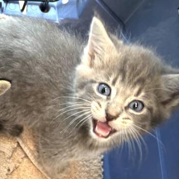 Domestic Short Hair Cats Available for Adoption in Sand Springs, Oklahoma - Valley Litter 2 | PetCurious