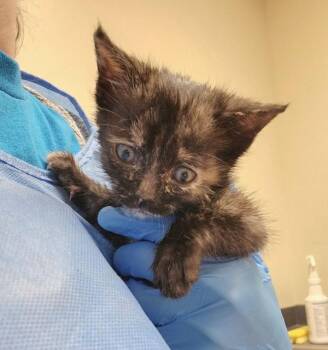 Bonnie -  Domestic Short Hair Cat for Adoption in Kennewick, Washington - Bonnie | PetCurious