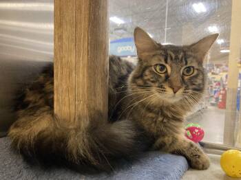 Baby -  Domestic Long Hair Cat for Adoption in Missoula, Montana - Baby | PetCurious