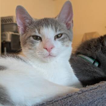 Towns "Kat" Karl Anthony Towns -  Domestic Short Hair Cat for Adoption in Newburgh, New York - Towns "Kat" Karl Anthony Towns | PetCurious