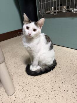 Abe -  Domestic Short Hair Cat for Adoption in Amery, Wisconsin - Abe | PetCurious