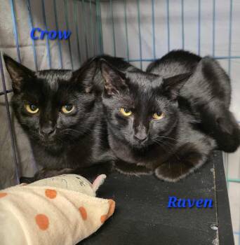 Crow -  Domestic Short Hair Cat for Adoption in Spring Hill, Florida - Crow | PetCurious