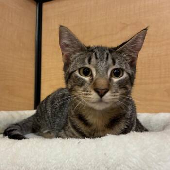 TED -  Domestic Short Hair Cat for Adoption in Kyle, Texas - TED | PetCurious