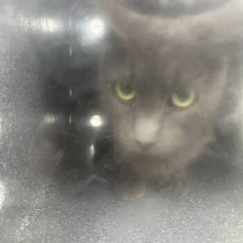 Domestic Short Hair Cats Available for Adoption in Newark, New Jersey - AHNJ-Stray-46381 | PetCurious