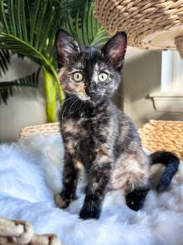 Mimsy -  Domestic Short Hair Cat for Adoption in Denver, Colorado - Mimsy | PetCurious