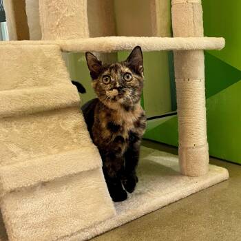 Rescue Domestic Short Hair Cats for Adoption in Columbus, Indiana - Tarot | PetCurious