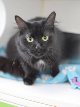 Salem -  Domestic Long Hair Cat for Adoption in Pontiac, Michigan - Salem | PetCurious