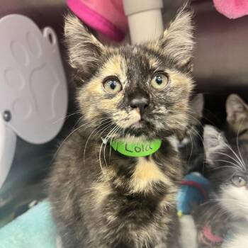 Lola -  Domestic Short Hair Cat for Adoption in Fort Wayne, Indiana - Lola | PetCurious