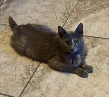 Coneflower -  Domestic Short Hair Cat for Adoption in Seven Valleys, Pennsylvania - Coneflower | PetCurious