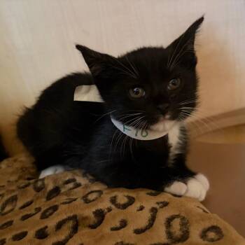 Domestic Short Hair Cats Available for Adoption in Chesapeake, Virginia - Flo | PetCurious