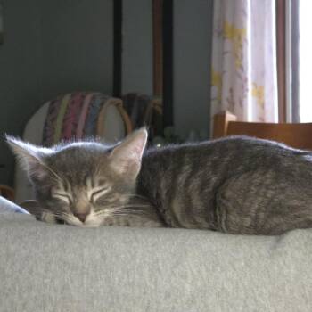 Hidalgo -  Domestic Short Hair Cat for Adoption in Laramie, Wyoming - Hidalgo | PetCurious