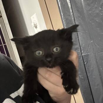Poppy -  Domestic Short Hair Cat for Adoption in Clavet, Saskatchewan - Poppy | PetCurious