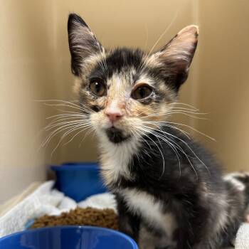 Rescue Domestic Short Hair Cats for Adoption in Blue Ridge, Georgia - Demi | PetCurious