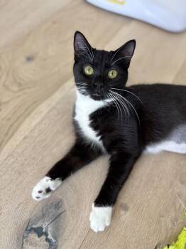 Domestic Short Hair Cats Available for Adoption - Sasha | PetCurious