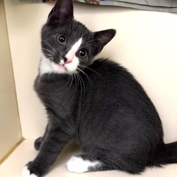 Domestic Short Hair Cats Available for Adoption in Cooperstown, New York - Quigley | PetCurious