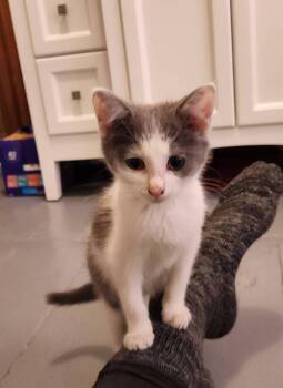 Elsa -  Domestic Short Hair Cat for Adoption in Springfield, Massachusetts - Elsa | PetCurious